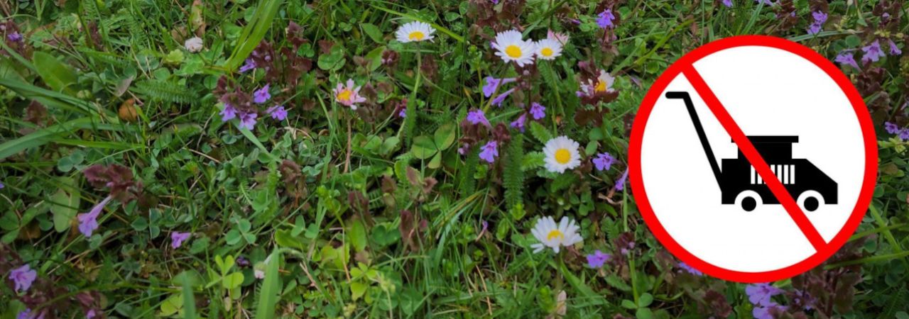Blumenwiese, in der Ecke ein Rasenmäher-Verbotszeichen