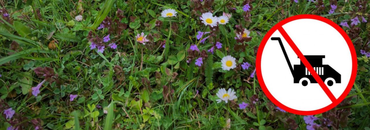 Blumenwiese, in der Ecke ein Rasenmäher-Verbotszeichen