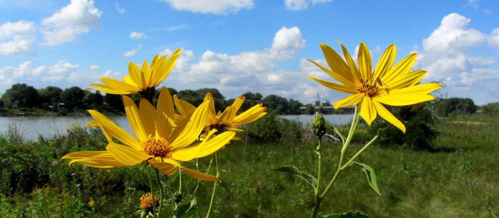 Blumen auf der Donauinsel