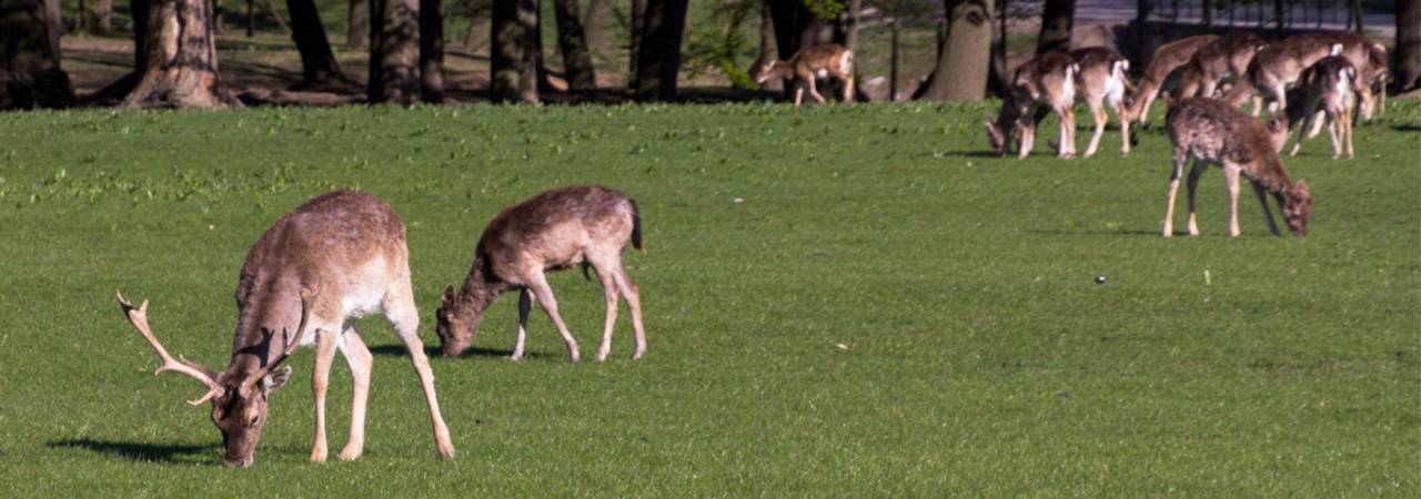 Wild äst Lainzer Tiergarten