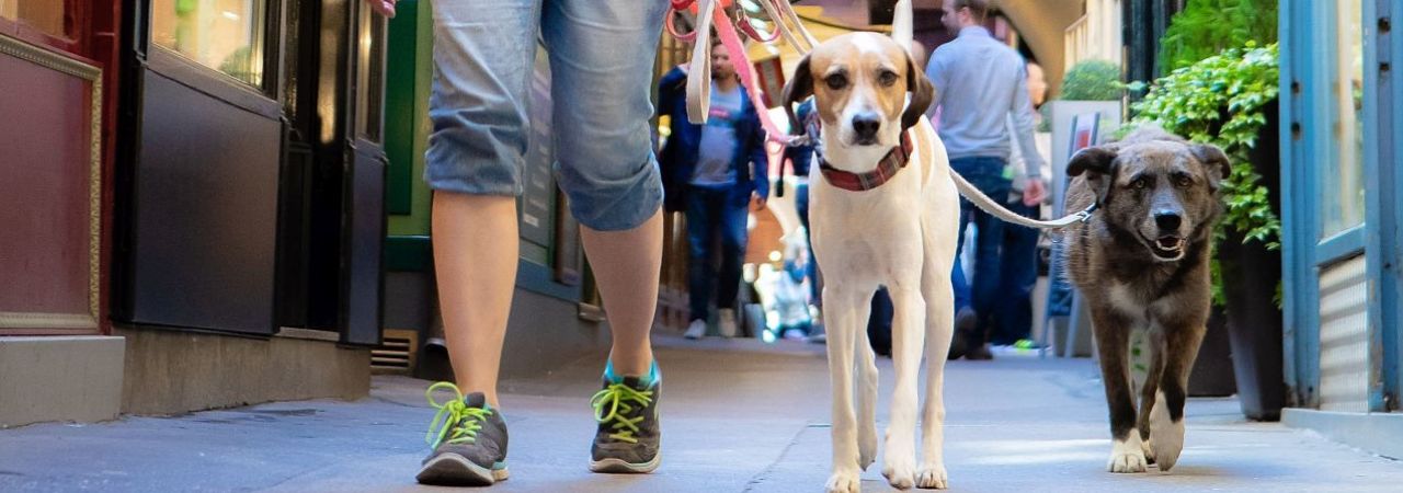 Zwei Hunde in der Stadt, die von einem Menschen begleitet werden.