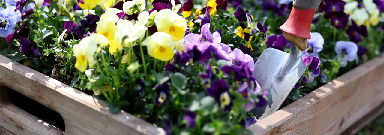 Frühlingsblumen in einem Holzkistchen