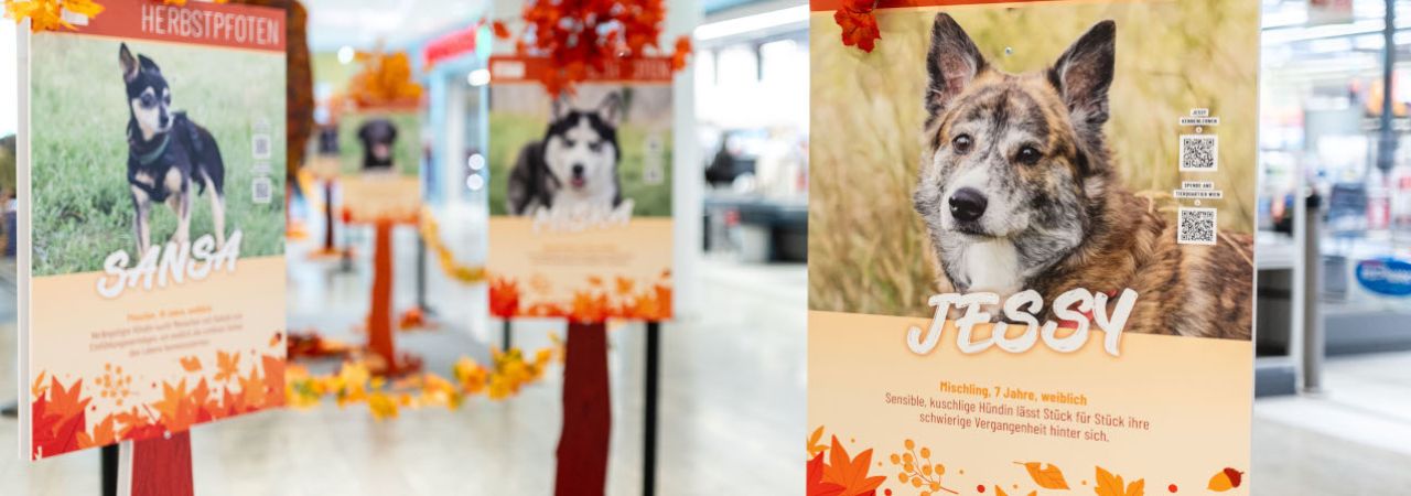 Plakate von Hunden aus dem Tierquartier Wien.