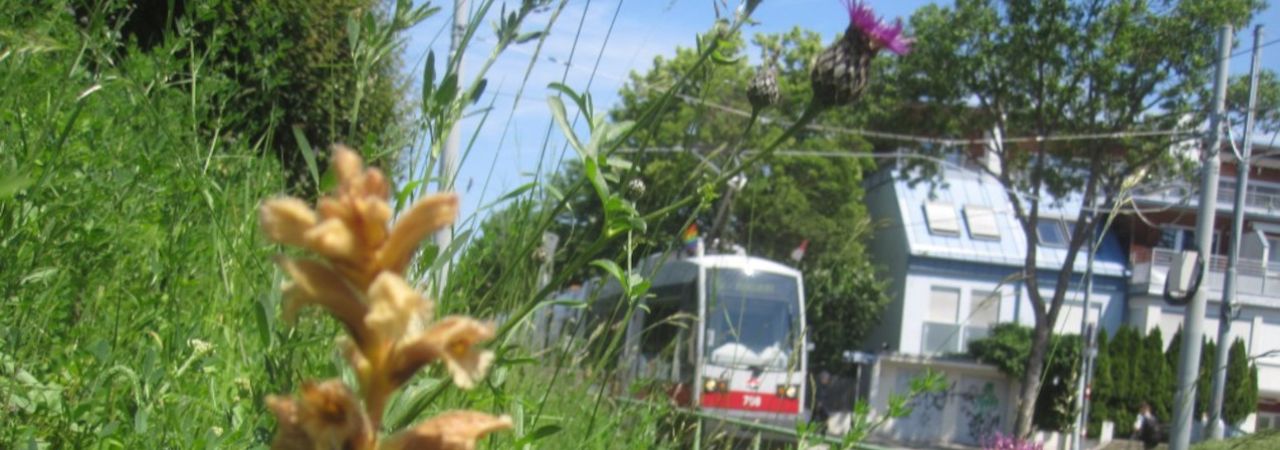 Wiese mit Sommerwurzgewächs, daneben Straßenbahn und Wohnhaus