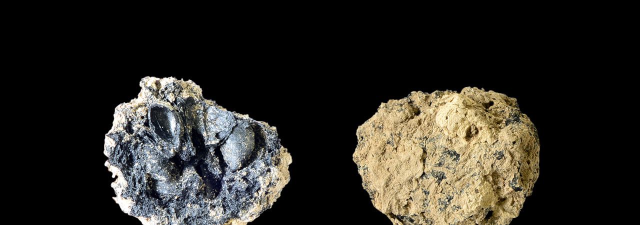 Großaufnahme des jungsteinzeitlichen Apfels