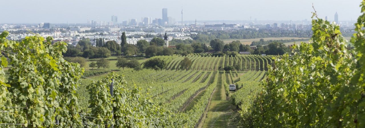 Bécsi látkép, előtérben szőlőültetvénnyel
