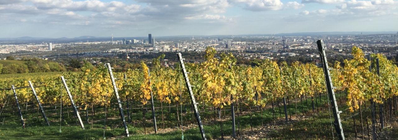 Blick auf Wien von den Wiener Weinbergen, Schäfchenwolken am Himmel