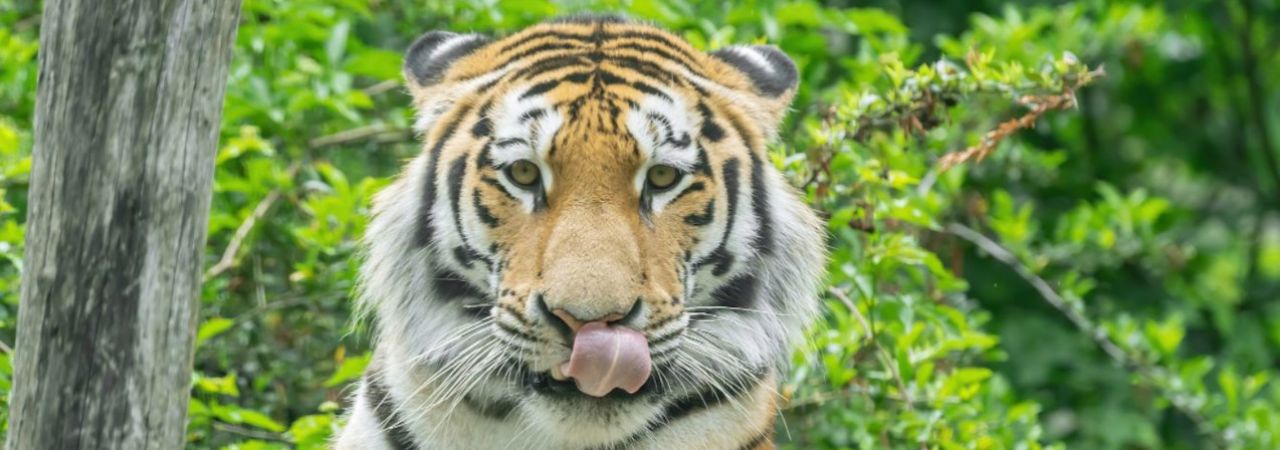 sibirski tigar
