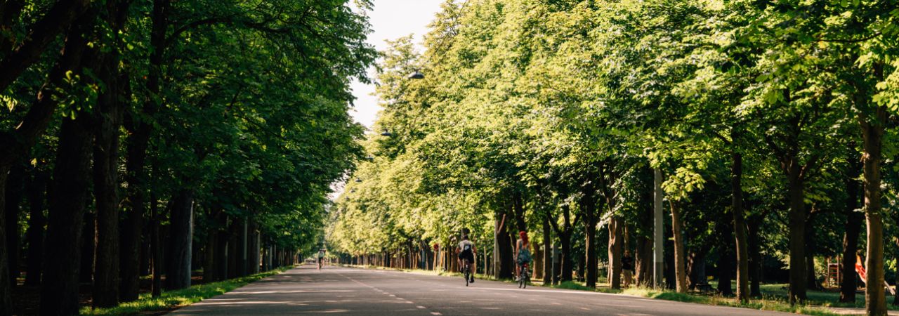Drveće utječe na kvalitetu života u gradu