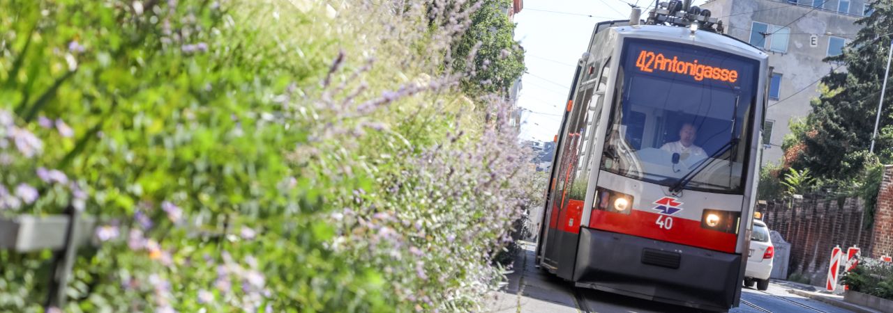 Straßenbahn fährt eine Straße entlang