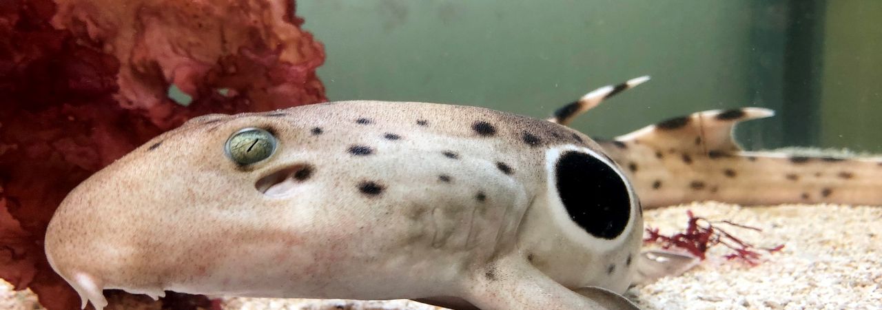 Ein Fledermausfisch