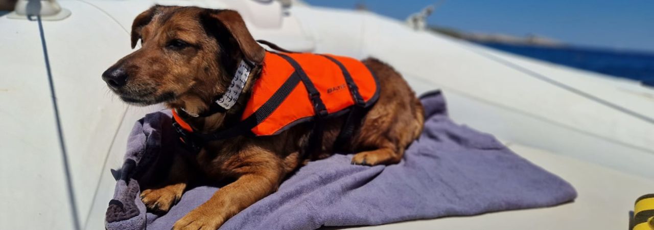 Dackel mit Schwimmweste auf einem Handtuch