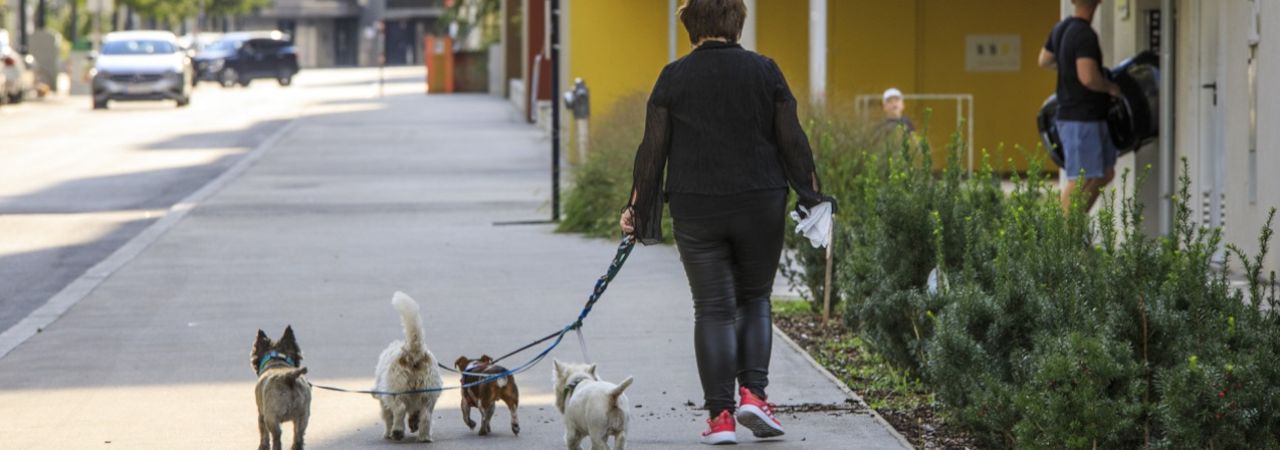 Idősebb nő négy kistermetű kutyát vezet pórázon