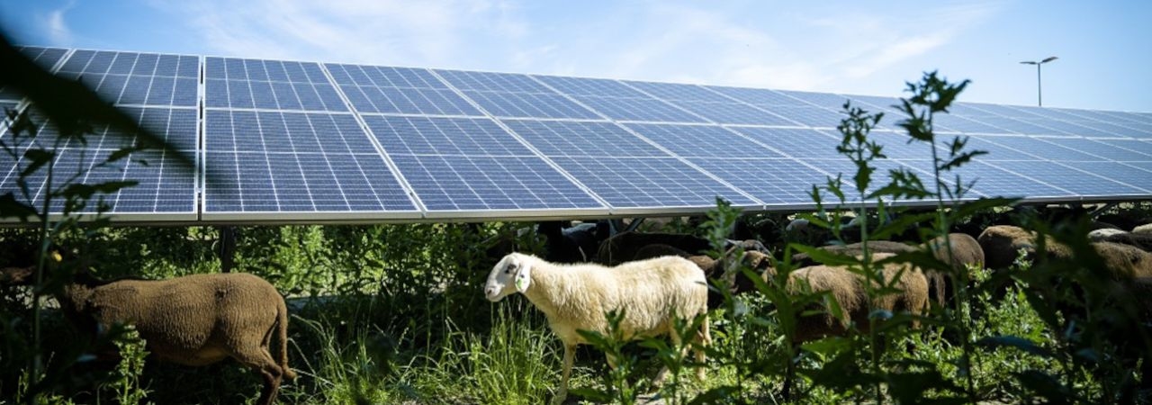 Schafe grasen in Umgebung von Solarpanelen
