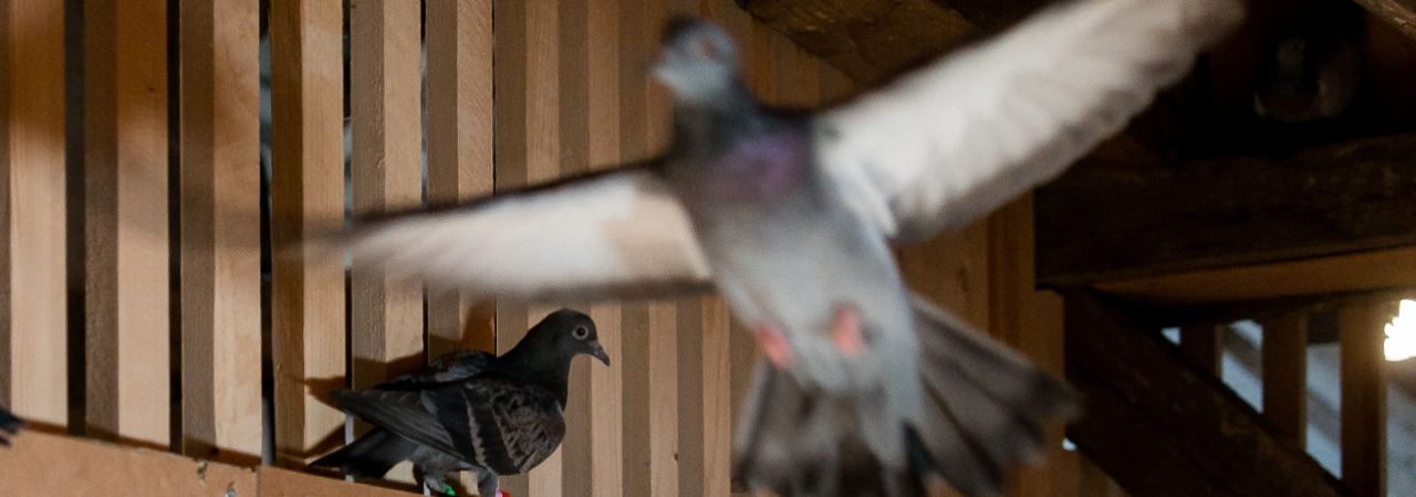Novostečenim znanjima želi se pomoći golubovima