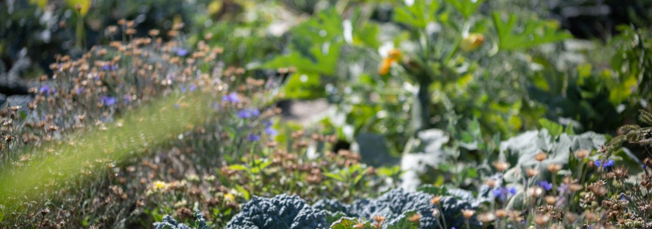 Mit Gemüse und Blumen bepflanztes Beet