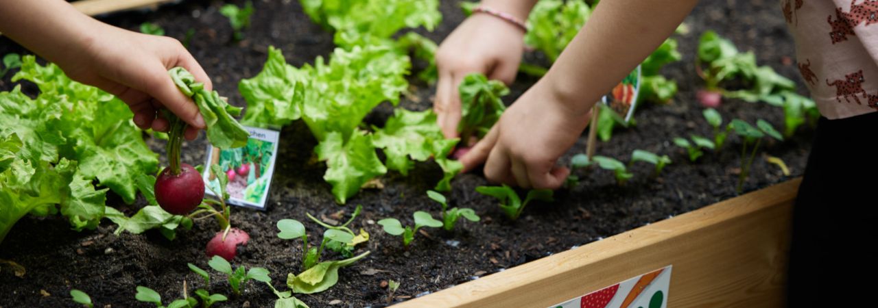 Hände bearbeiten Gemüse und Kräuter in einem Beet.