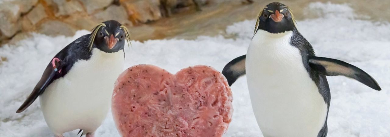 Két pingvin, közöttük szív alakú, jégbe fagyott krill