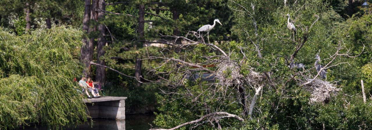 Naturbelassenes Gewässer mit Vögeln