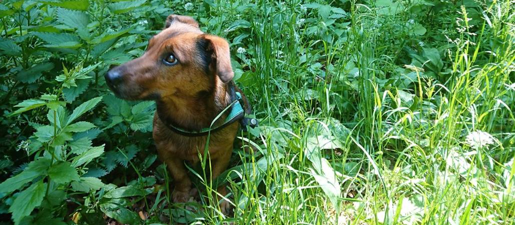 Hund in Wiese