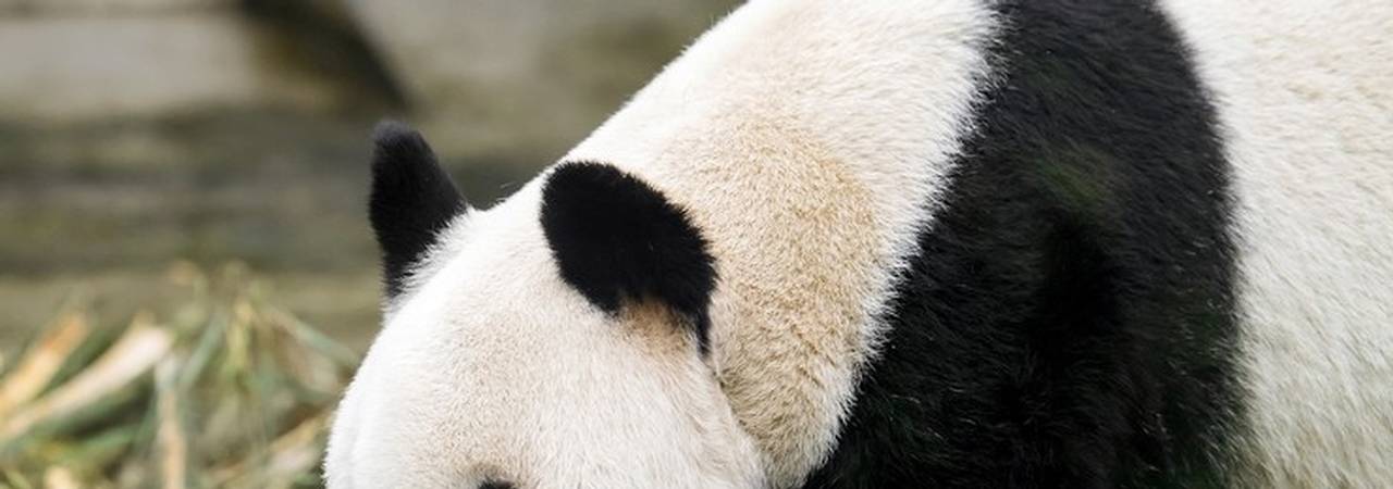 panda
