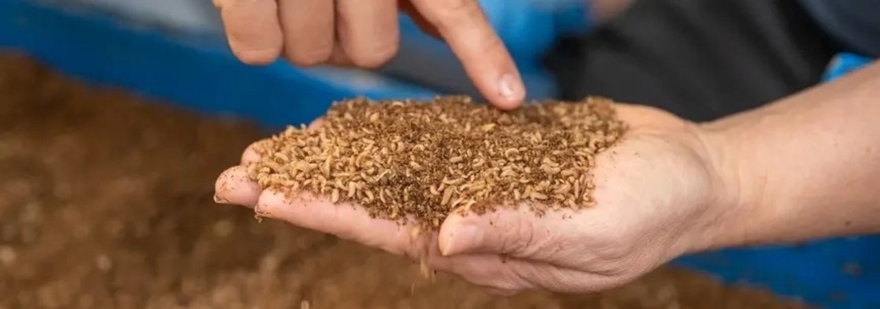 Едър план на ларви на насекоми върху човешка длан