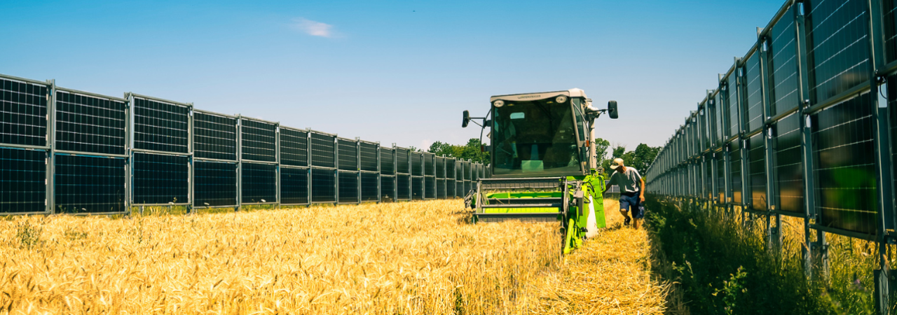 Kombajn sklízí obilí na agrifotovoltaickém poli mezi fotovoltaickými panely