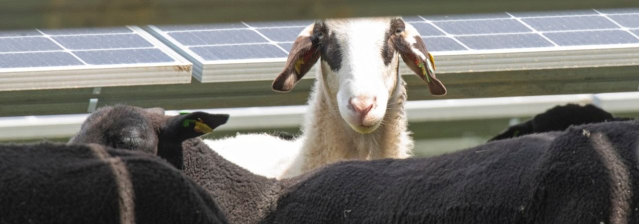 U Beču su ovce simbol korištenja solarne energije