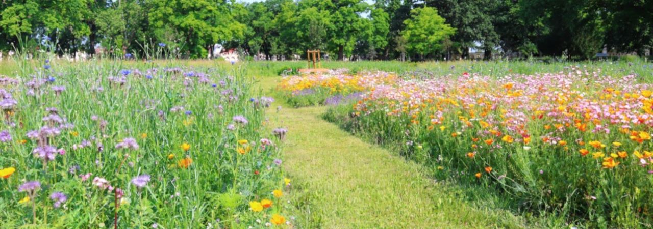 grobovi u cvjetnim livadama