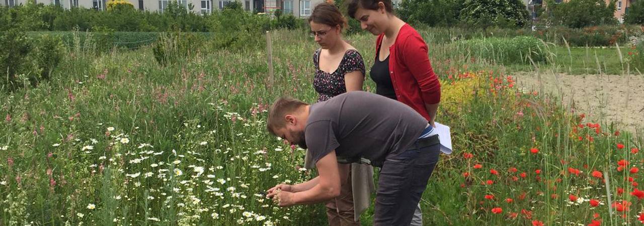 Journalist und Expertinnen besichtigen Blumenwiese
